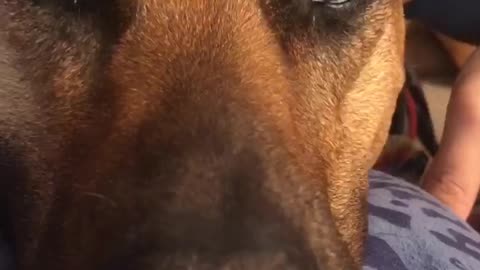 Vocal Dog Loves To Tell Her Mama ‘Bout It!