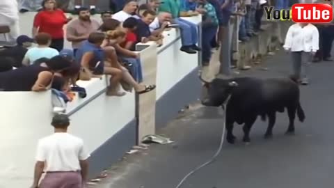 Best funny videos awesome bullfighting in Rumble