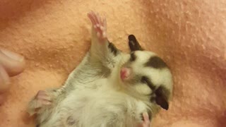 A Teeny Tiny Baby Sugar Glider Enjoys Belly Rubs By Owner