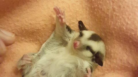 A Teeny Tiny Baby Sugar Glider Enjoys Belly Rubs By Owner