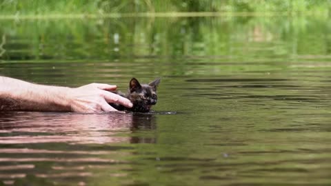 Man teaching little cat to swim in a river