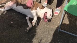 Dog getting belly rubs from grandma