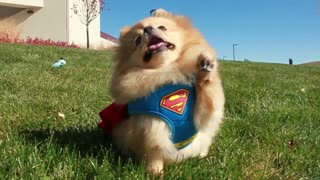 Adorable little dog thinks he's Superman