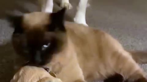 cute cat trying to stop crying of the cute puppy dog while her mother is away
