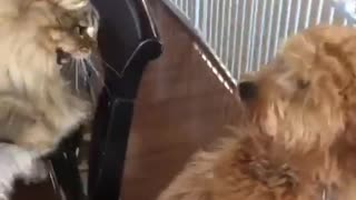 Cat hits dog with paw