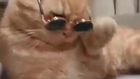 Cat video with sunglasses