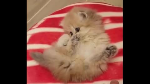 The Cutest Cats - Video Compilation