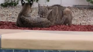 Bobcats Lounge by Backyard Pool