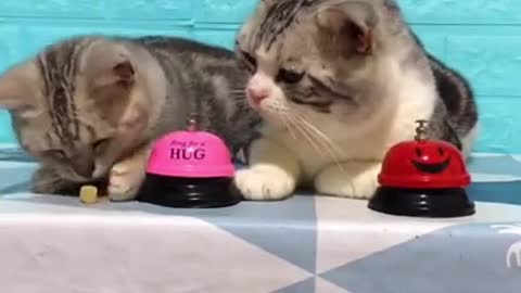 Funny and fun kittens