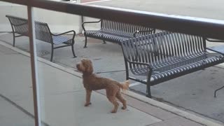 Pup Waits At Starbuck's