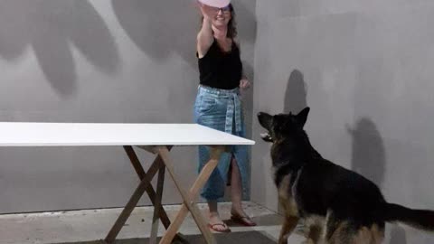 Dog Surprises Owners by Playing a Balloon Game
