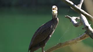The famous cormorant bird looks into the forest
