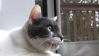 How This Cat Was Chatting In Front Off Window - Very Funny