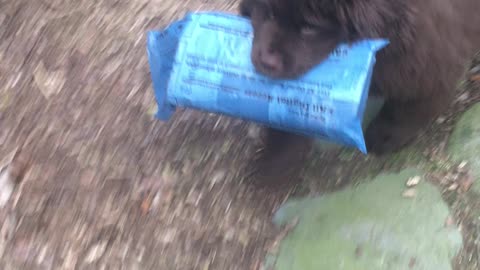 Strong Newfoundland puppy learns to deliver the paper