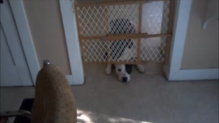 dog behind baby gate