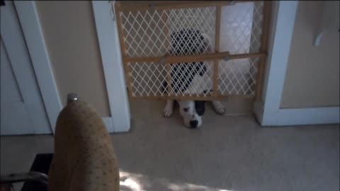 dog behind baby gate