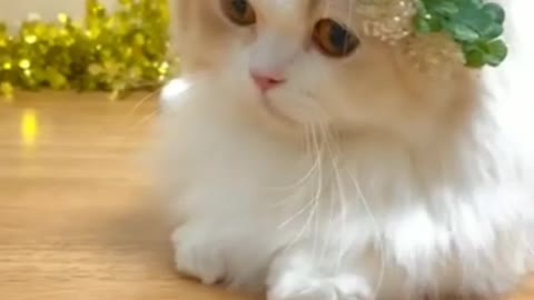 Adorable kitten so cute
