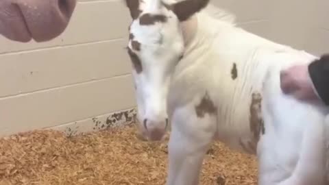 small pony enjoys caressing