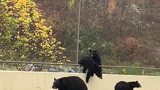 Bears Stroll Down Road in Gatlinburg