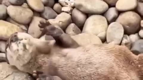 Funny otter do this exercise perfectly