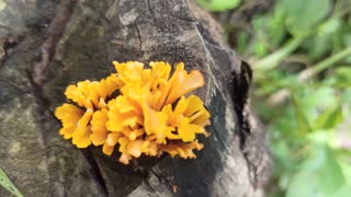 Beautiful Yellow Mushroom