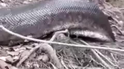 ANACONDA. the largest snake ever seen alive.
