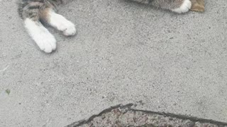 Tiger Baby kitty playing with leafs soo cute 😻😻😻