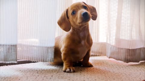 Cute puppy curious about the camera - cutest puppy ever!