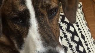 Sleepy dog on couch