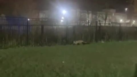 the fox ran onto the football field