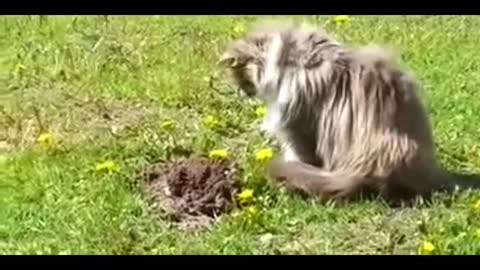 Cat found someone underground