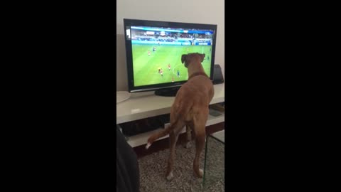 Dog Watches Ball On TV
