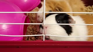 Love for guinea pigs