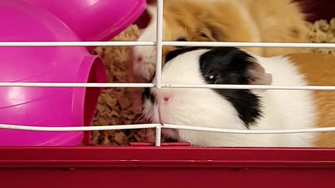 Love for guinea pigs