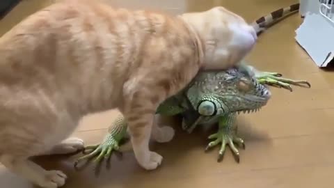 When the cat plays with iguana , watch