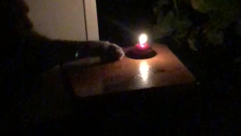 Cat fire