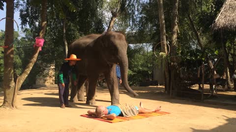 Thai Elephant Show is very popular. Elephants dance, paint, massage and much more