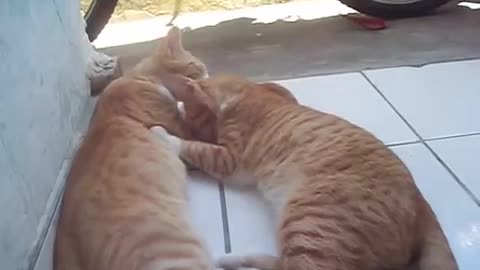 Cat Licking the Other - lots of cuteness