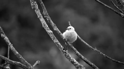 Black And White Ave Trees bird