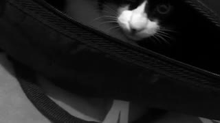 Black white video cat in duffle