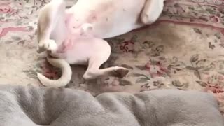 White dog scratching its back against carpet