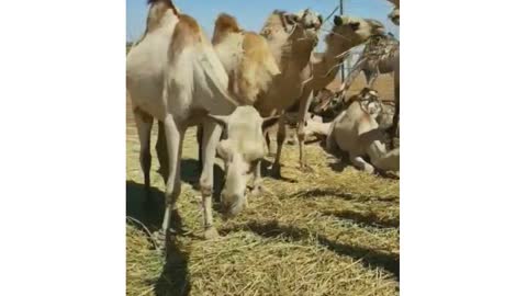 Man blue shirt glasses with camels