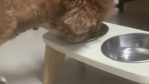 Puppy eating sweet pumpkin cake for dogs