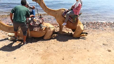 Camel Crush On Female Tourist Beach View Trip