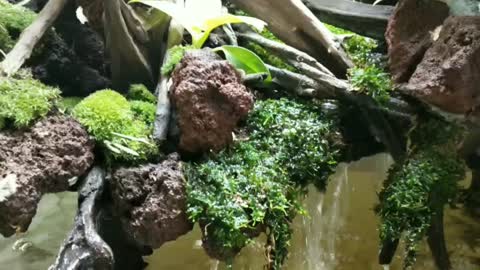 Simple paludarium inspiration