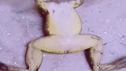 Strange Frog doing exercize.mp4