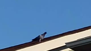 Pigeon from hell