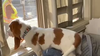 Dog Waits at Window For Kids