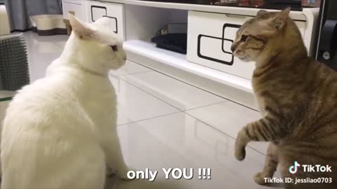 Cats talking !! these cats can speak english better hahahaha