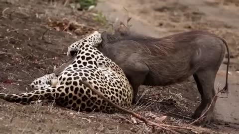 A leopard strangles a warthog